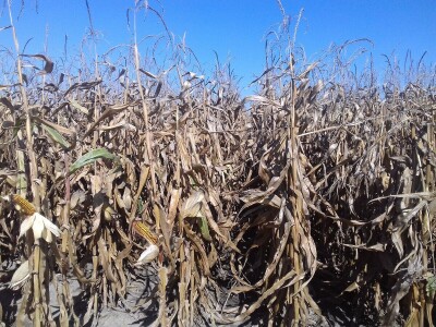 BC institut u Starom Topolju