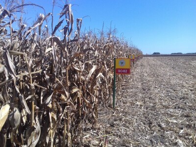 BC institut u Starom Topolju