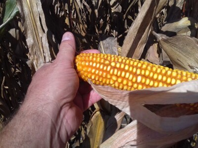 BC institut u Starom Topolju