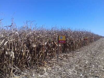 BC institut u Starom Topolju