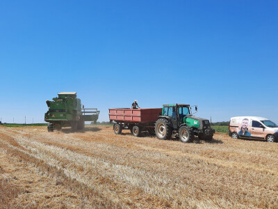 BC Institut - žetva u Lovasu