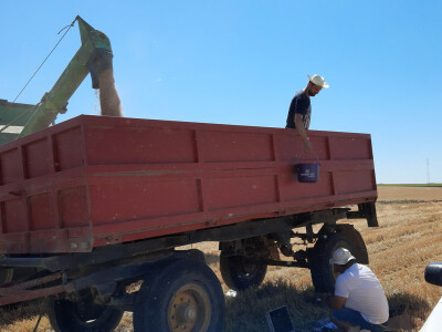 BC Institut - žetva u Lovasu