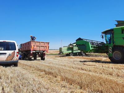 BC Institut - žetva u Lovasu