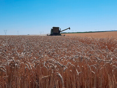 BC Institut - žetva u Lovasu