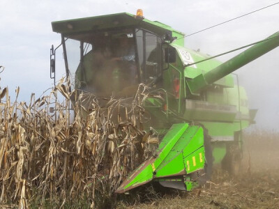 Bc Institut Dan polja hibrida kukuruza Bc Institut Dan polja hibrida kukuruza