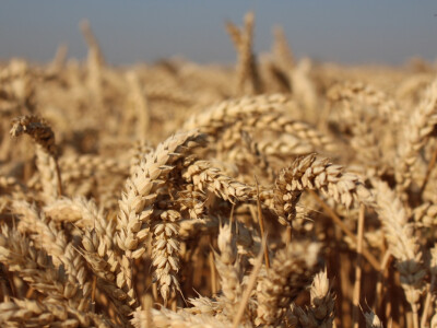 BC Mandica - najrodnija hrvatska sorta