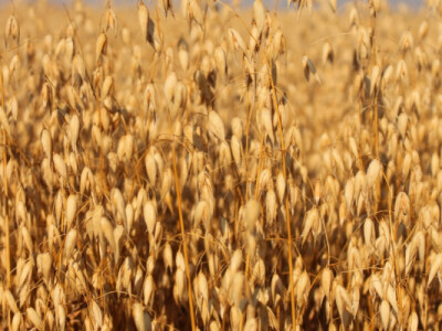 BC Marta - Prva i jedina hrvatska ozima bijela zob