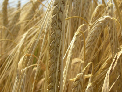 BC Vedran - Najrodniji i najzdraviji ječam