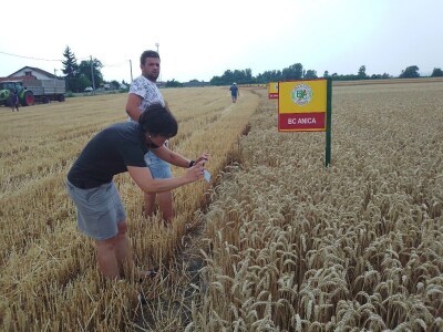 BC žetva u Starom Topolju