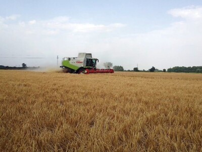 BC žetva u Starom Topolju