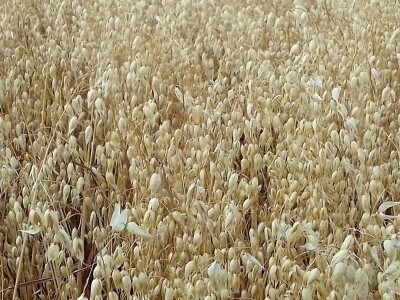 BC žetva u Starom Topolju