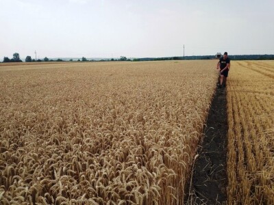 BC žetva u Starom Topolju