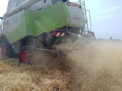 BC žetva u Starom Topolju