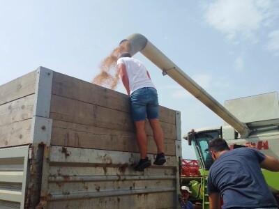 BC žetva u Starom Topolju