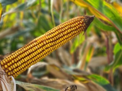 Dan polja Bc Instituta u Rugvici