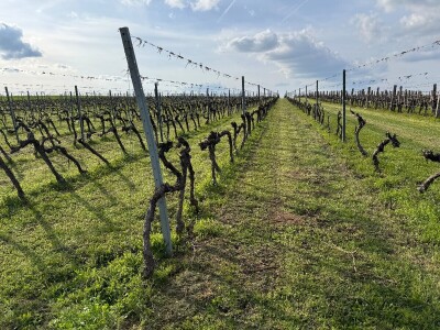 Bećaruša OPG Jurković Vlatka