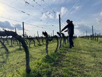 Bećaruša OPG Jurković Vlatka