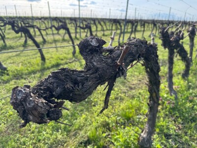 Bećaruša OPG Jurković Vlatka