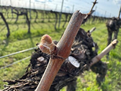 Bećaruša OPG Jurković Vlatka