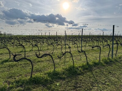 Bećaruša OPG Jurković Vlatka