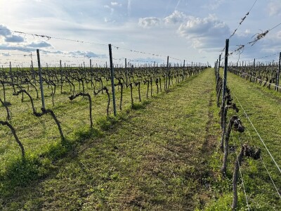 Bećaruša OPG Jurković Vlatka