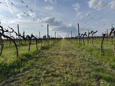 Bećaruša OPG Jurković Vlatka