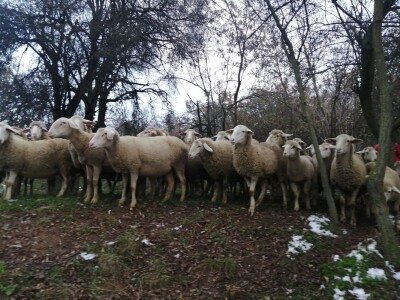 Bećiri i nejgove ovce Bećiri i nejgove ovce