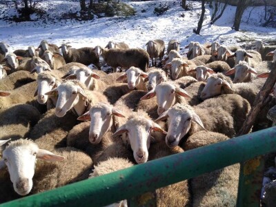 Bećiri i nejgove ovce Bećiri i nejgove ovce