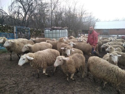 Bećiri i nejgove ovce Bećiri i nejgove ovce