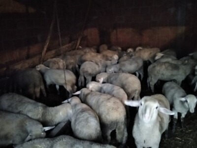 Bećiri i nejgove ovce Bećiri i nejgove ovce