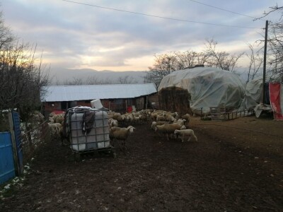 Bećiri i nejgove ovce Bećiri i nejgove ovce