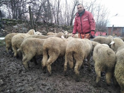 Bećiri i nejgove ovce Bećiri i nejgove ovce