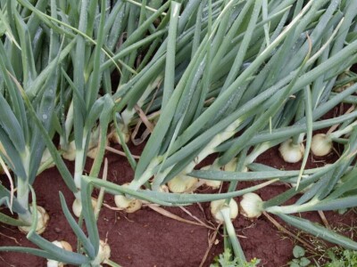 Bejo Zaden - proizvodnja ozimog luka