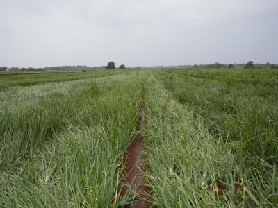Bejo Zaden - proizvodnja ozimog luka
