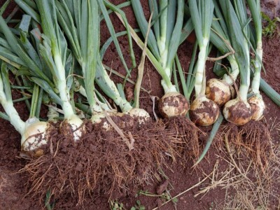 Bejo Zaden - proizvodnja ozimog luka