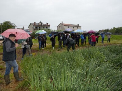 Bejo Zaden - proizvodnja ozimog luka