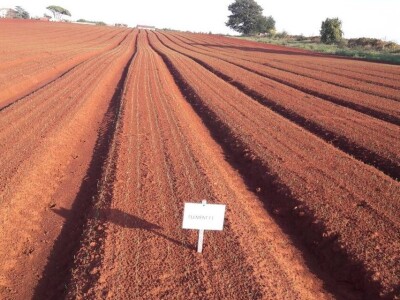 Bejo Zaden - proizvodnja ozimog luka