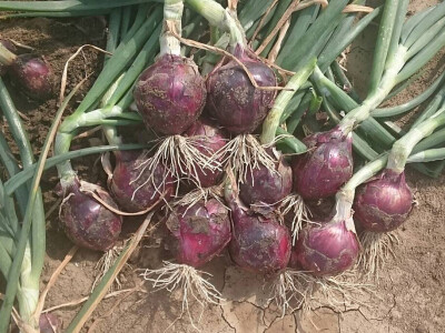 Bejo Zaden - proizvodnja ozimog luka