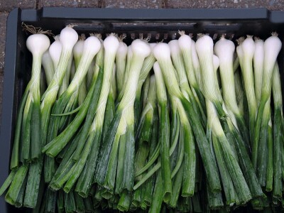 Bejo Zaden - proizvodnja ozimog luka