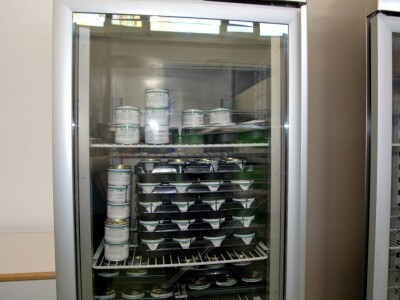 Bejo Zaden Bejo Zaden