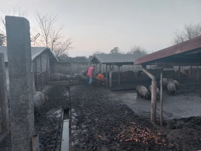Bele mangulice