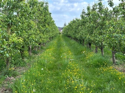 Belgijski voćar: ako zabrane pripravke na bazi bakra odustajem od organskog uzgoja krušaka!