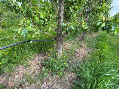 Belgijski voćar: ako zabrane pripravke na bazi bakra odustajem od organskog uzgoja krušaka! Belgijski voćar: ako zabrane pripravke na bazi bakra odustajem od organskog uzgoja krušaka!