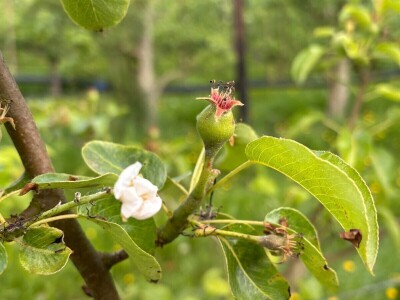 Belgijski voćar: ako zabrane pripravke na bazi bakra odustajem od organskog uzgoja krušaka! Belgijski voćar: ako zabrane pripravke na bazi bakra odustajem od organskog uzgoja krušaka!