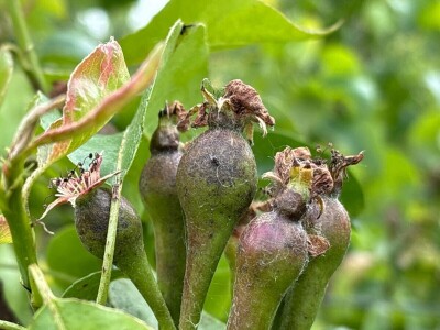 Belgijski voćar: ako zabrane pripravke na bazi bakra odustajem od organskog uzgoja krušaka!