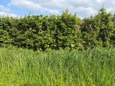 Belgijski voćar: ako zabrane pripravke na bazi bakra odustajem od organskog uzgoja krušaka!