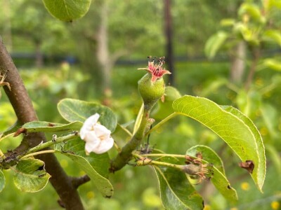 Belgijski voćar: ako zabrane pripravke na bazi bakra odustajem od organskog uzgoja krušaka!