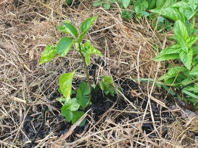 Belgijski vrtlar u Zagrebu Belgijski vrtlar u Zagrebu