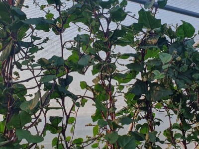 Belgijski vrtlar u Zagrebu Belgijski vrtlar u Zagrebu