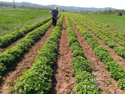 Beli slez najisplativiji, neven najteži za branje